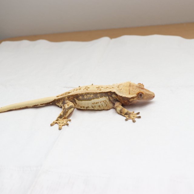 트라이 쿼드 핀스트라이프