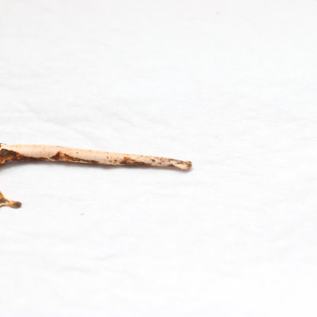 익스트림할리퀸 트라이 텐저린 화이트