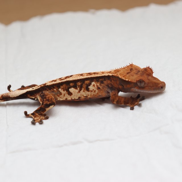 트라이 익스트림할리퀸 핀스트라이프 텐저린