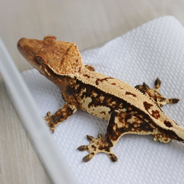 트라이 핀스트라이프 화이트핀 화이트포트홀 텐저린