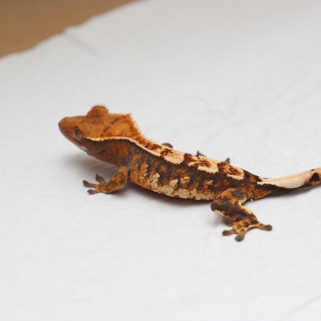 텐저린 익스트림할리퀸 트라이