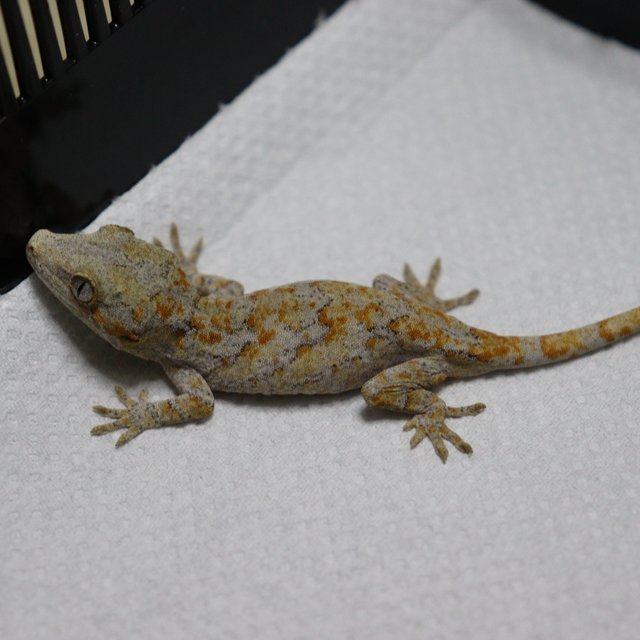 블로치드 오렌지