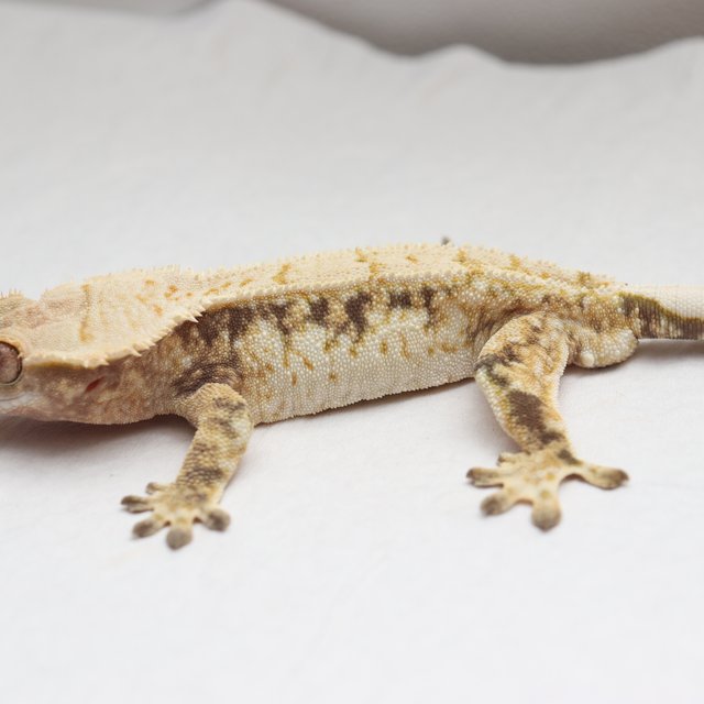 익스트림할리퀸 트라이