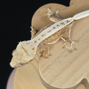 릴리100%헷아잔틱 슈퍼스트라이프