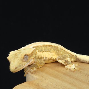 릴리100%헷아잔틱 솔리드백