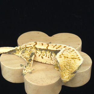 트라이 익스트림할리퀸 할리퀸 화이트포트홀 노멀