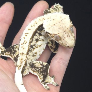 쿼드 핀스트라이프 화이트포트홀 화이트핀 노멀