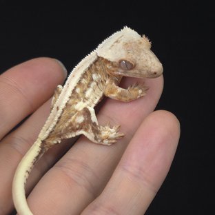 릴리100%헷아잔틱