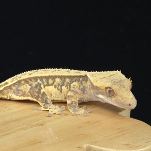 노멀 쿼드 핀스트라이프 화이트포트홀 풀핀