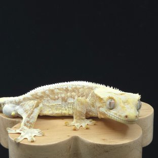 릴리100%헷아잔틱 솔리드백