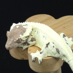 프라푸치노 솔리드백 풀핀