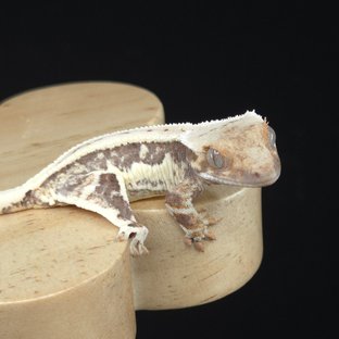 릴리100%헷아잔틱 슈퍼스트라이프