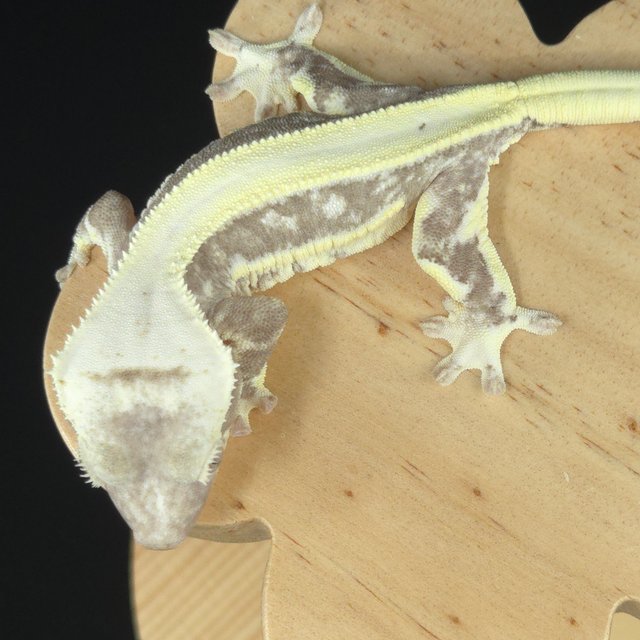 릴잔틱 솔리드백 화이트포트홀