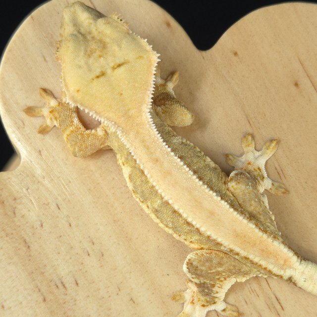 릴리100%헷아잔틱 솔리드백