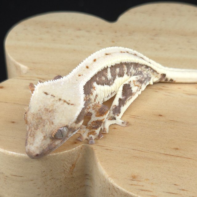 릴리100%헷아잔틱 슈퍼스트라이프