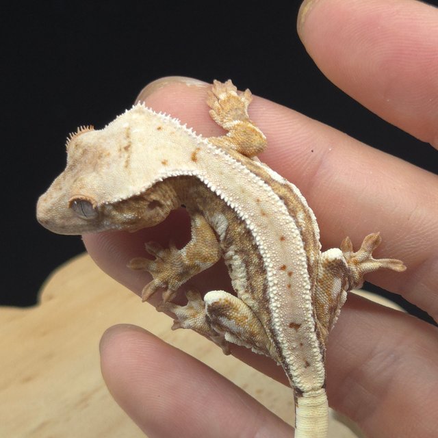 릴리100%헷아잔틱