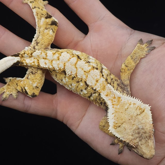 화이트크라운 트라이 익스트림할리퀸 화이트스팟 화이트포트홀 노멀