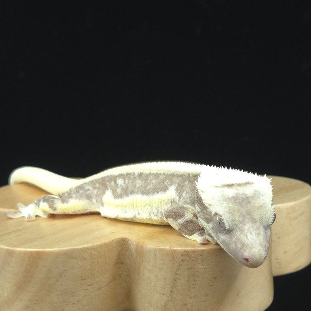 릴잔틱 솔리드백 화이트포트홀