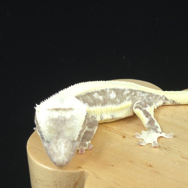 릴잔틱 솔리드백 화이트포트홀