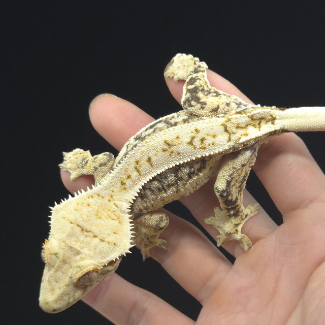 노멀 쿼드 핀스트라이프 화이트포트홀