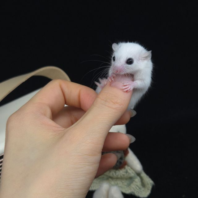루시스틱