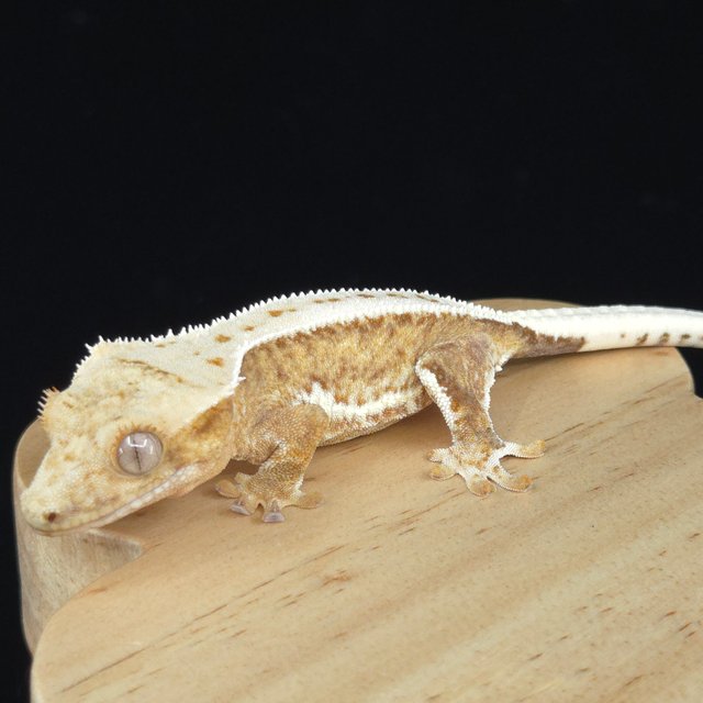 릴리100%헷아잔틱 슈퍼스트라이프