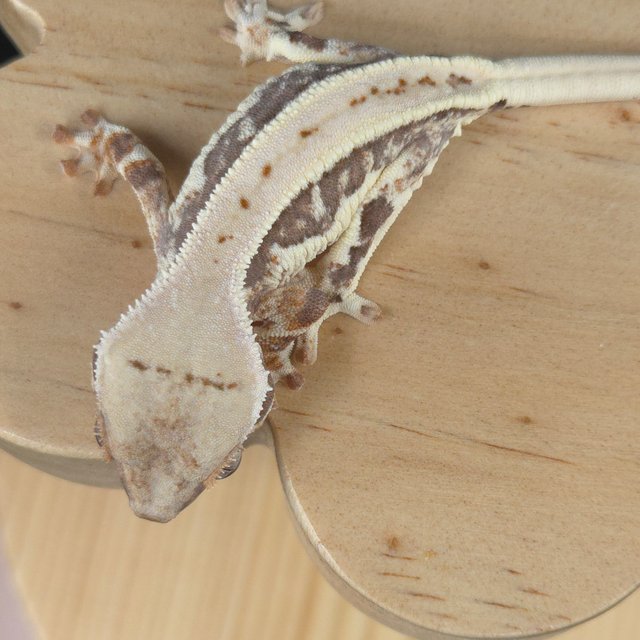 릴리100%헷아잔틱 슈퍼스트라이프