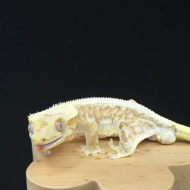 릴리100%헷아잔틱 솔리드백