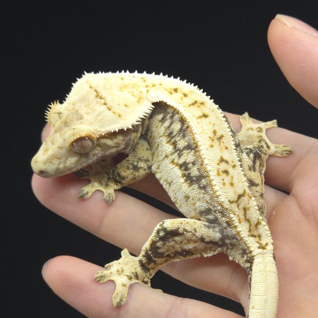 노멀 쿼드 핀스트라이프 화이트포트홀