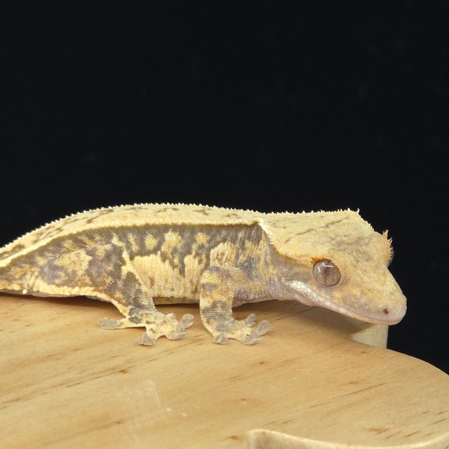 노멀 쿼드 핀스트라이프 화이트포트홀 풀핀