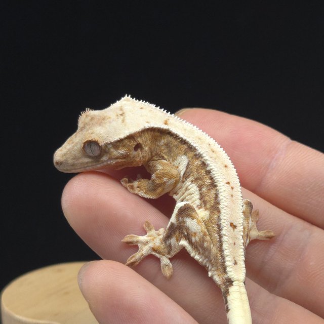 릴리100%헷아잔틱