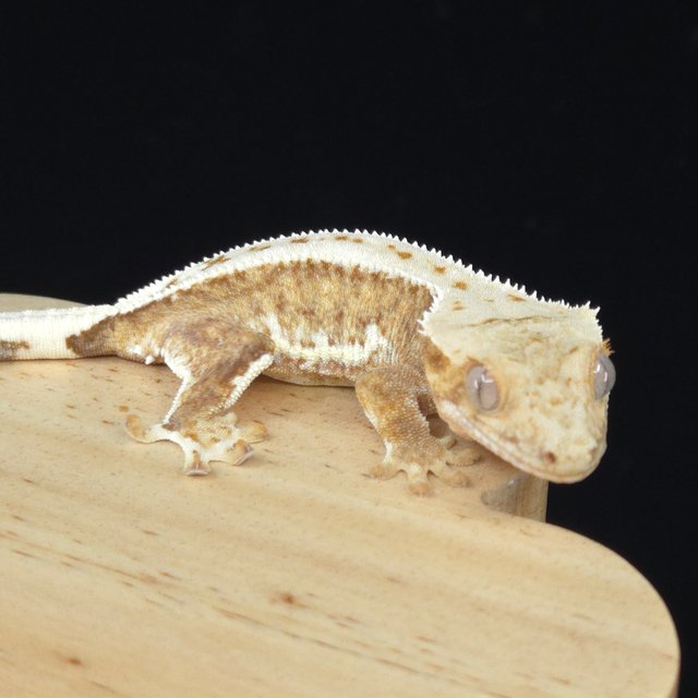 릴리100%헷아잔틱 슈퍼스트라이프