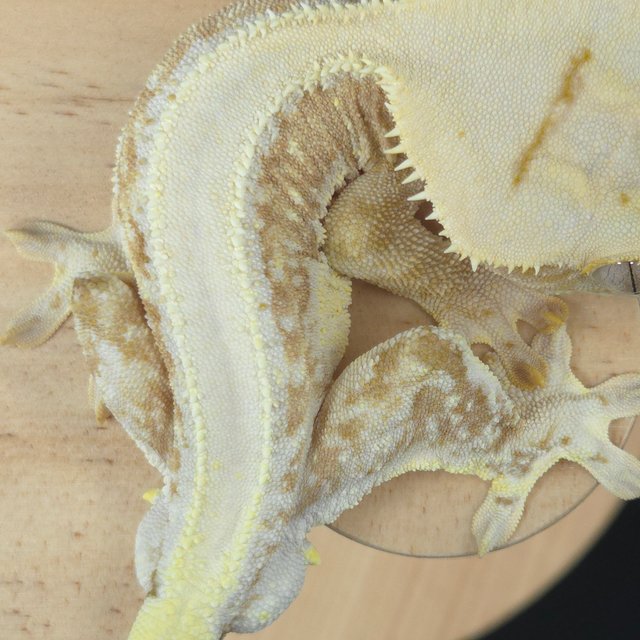 릴리100%헷아잔틱 솔리드백