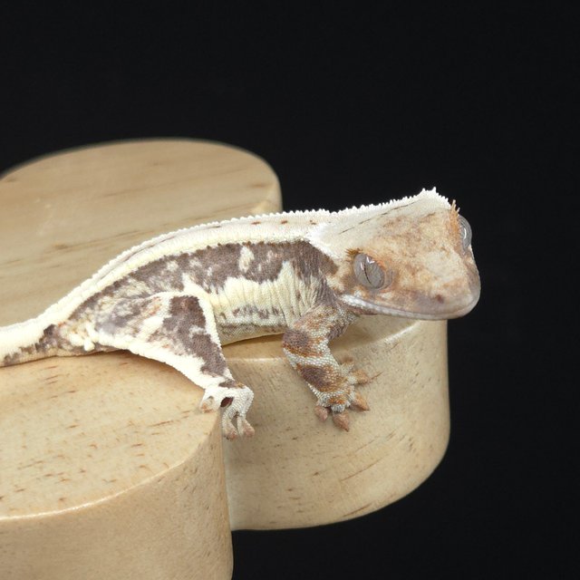 릴리100%헷아잔틱 슈퍼스트라이프