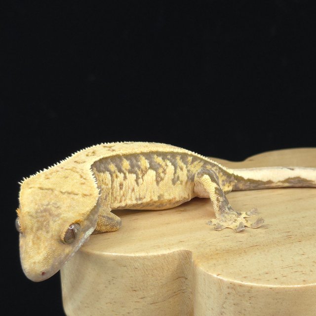 노멀 쿼드 핀스트라이프 화이트포트홀 풀핀