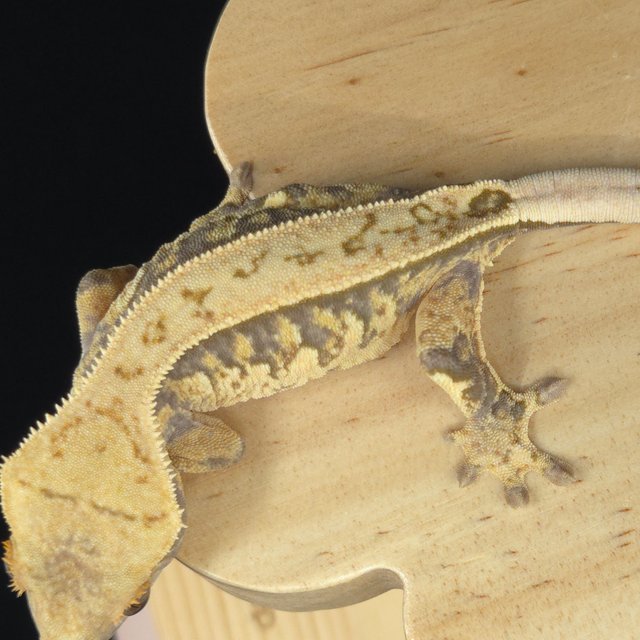 노멀 쿼드 핀스트라이프 화이트포트홀 풀핀