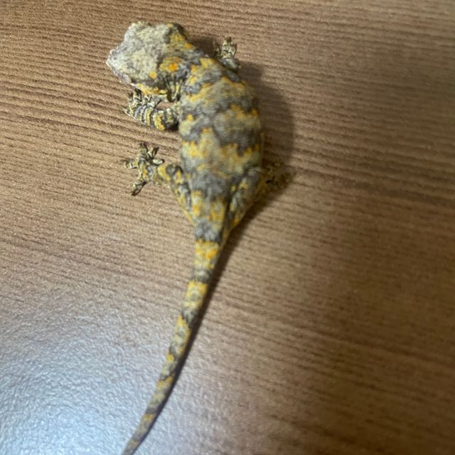 블로치드