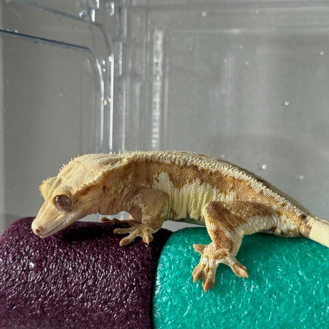 릴리화이트 크림