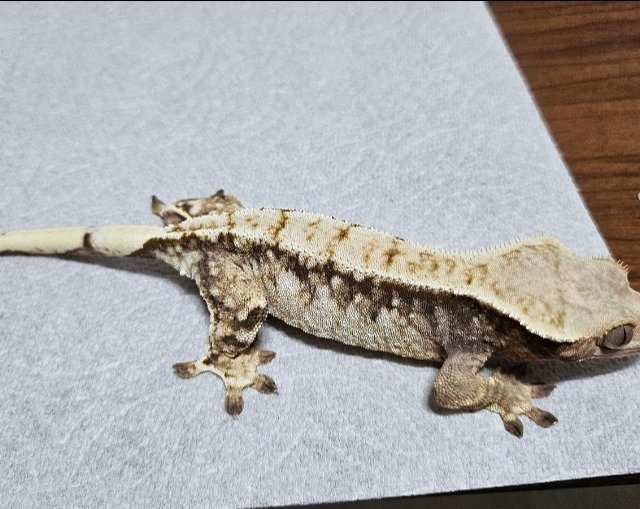 노멀 화이트 화이트스팟 트라이 익스트림할리퀸