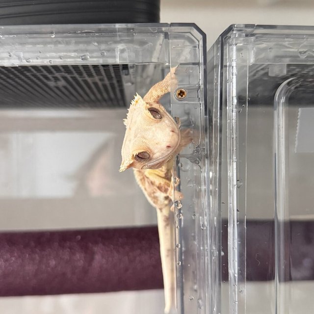 릴리화이트 크림