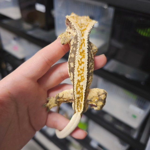 노멀 쿼드 풀핀 핀스트라이프 할리퀸