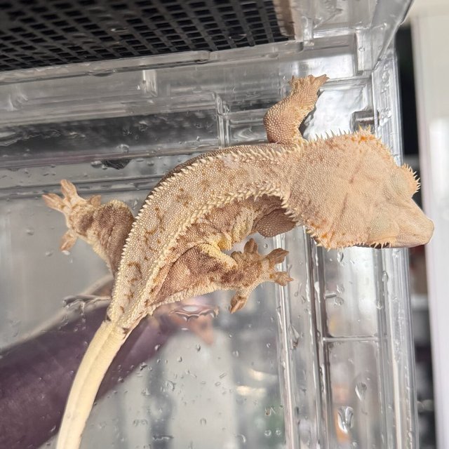 릴리화이트 크림