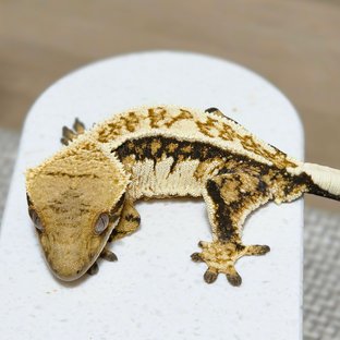 노멀 트라이 핀스트라이프