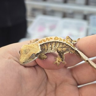 트라이 핀스트라이프