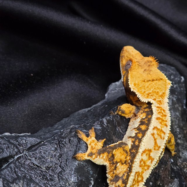 노멀 트라이 핀스트라이프