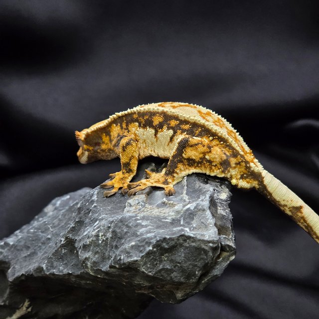 노멀 트라이 핀스트라이프