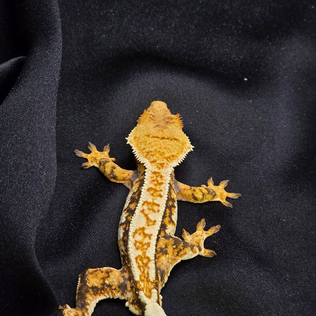 노멀 트라이 핀스트라이프