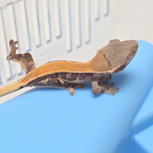 막내