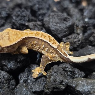 블루