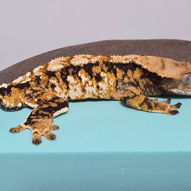 노멀 텐저린 트라이